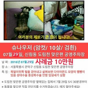 도림천근처에서 가출한 슈나우저 찾습니다. (신림동 공용주차장 앞)