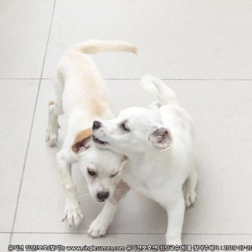 분당밝은아이동물병원 유기견분양