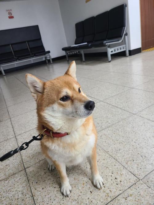 주인 찾았습니다.(이름은 콩이)