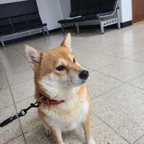 주인 찾았습니다.(이름은 콩이)