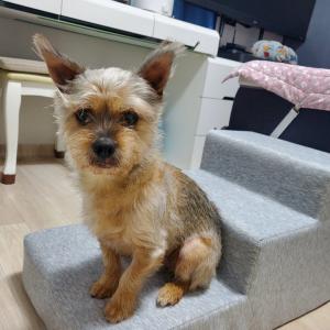 강아지를찾습니다복순이