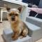 강아지를찾습니다복순이