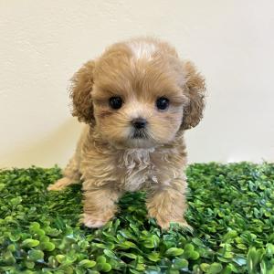 크림말티푸분양 다양한 모색 말티푸분양