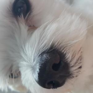 부산북구 말티즈 수컷을 급하게 찾습니다.. 사례금 400,000