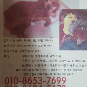 (경기 오산시) 저희 밍이를 찾습니다...