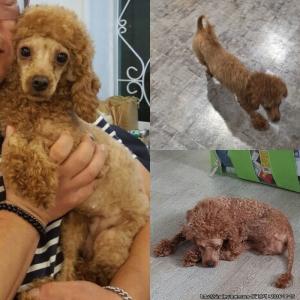 갈색 암컷푸들 홍이를 찾습니다ㅜㅜ