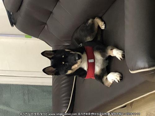 서울 구로구 오류동 시바(믹스)보호중