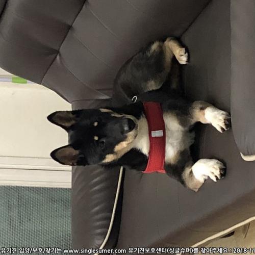 서울 구로구 오류동 시바(믹스)보호중