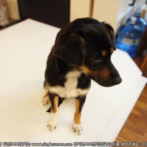 공덕역 , 대흥역 부근에서 까만 미니핀 믹스견 잃어버렸습니다. 12월 12일. ㅜㅜ