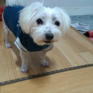 (성남)강아지를 찾습니다
