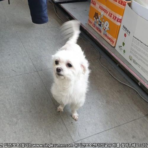 은평구 신사동 유기견보호중(마르티스같음)