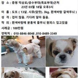 실종 증평 시츄