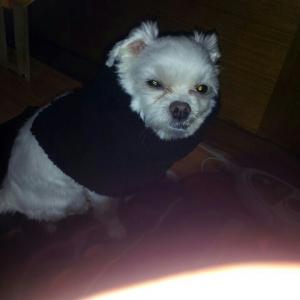 흰색 말티즈 남아 찾습니다!!