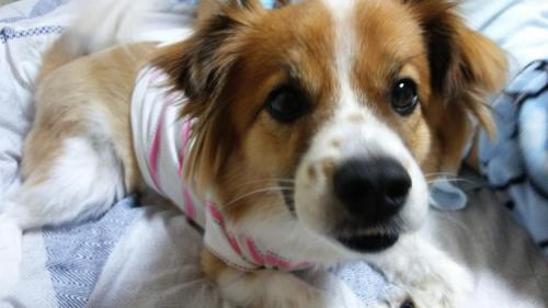 믹스견 수컷을 찾습니다