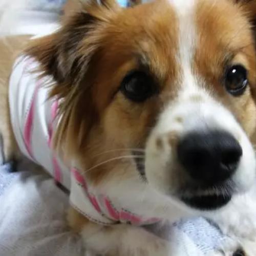 믹스견 수컷을 찾습니다