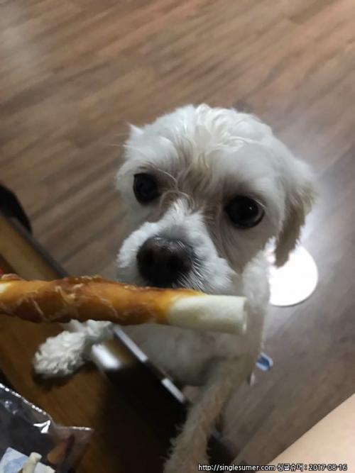 경기도 부천 강아지 보호중입니다