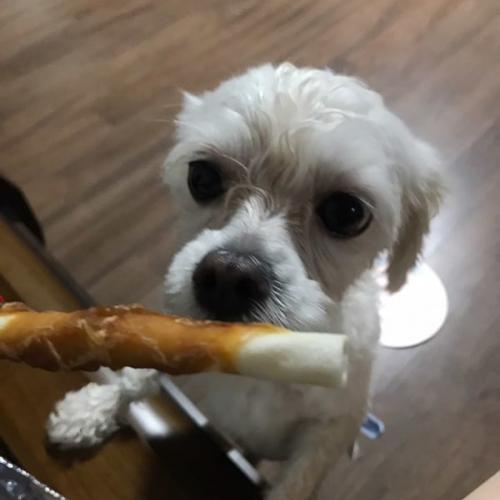 경기도 부천 강아지 보호중입니다