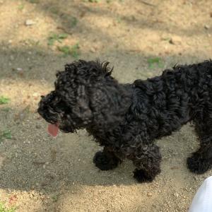 5월 8일 강아지 달이 (토이 푸들)을 을지로에서 잃어버린 강아지를 찾고 있습니다.