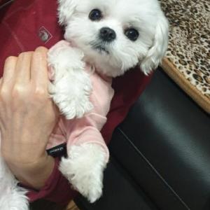 광주 서구 말티즈수컷 찾습니다