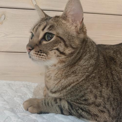 부산 고양이 분양