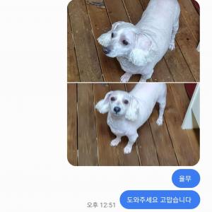 경남 사천 케리비안온천 앞 삼성약국부근 에서 잃어버린 비숑 애타게 찾고있습니다