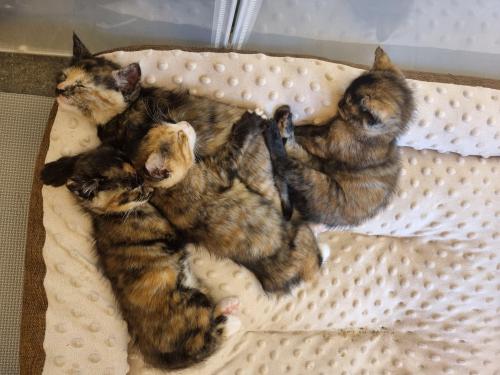 새끼냥이들의 가족이 되어주세요♡