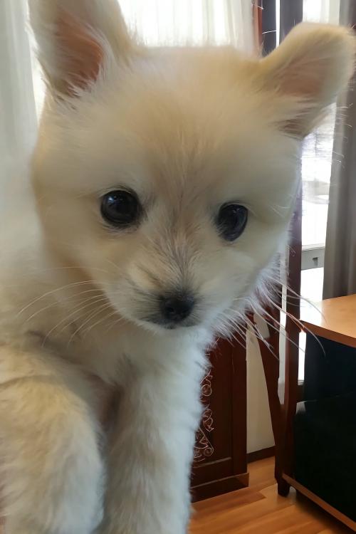 4개월된 폼숑 아이 분양드립니다