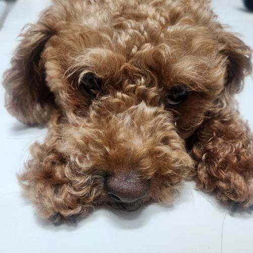 푸들 가족 찾아요,