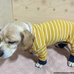 서울화곡동에서 잃어버린 졸리를 찾아요