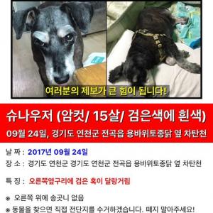 슈나우저 뿌니를 찾아요