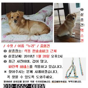 누리를 찾아주세요!(최종 목격정보 있음)[창원시 진해구]