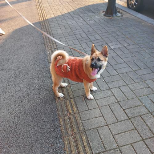 4개월진도믹스황구 가정무료분양 가족이 되어주세요