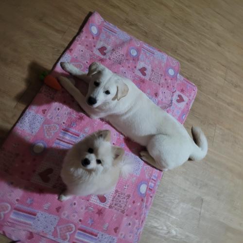 임시보호중입니다 책임분양 하실분 구해요