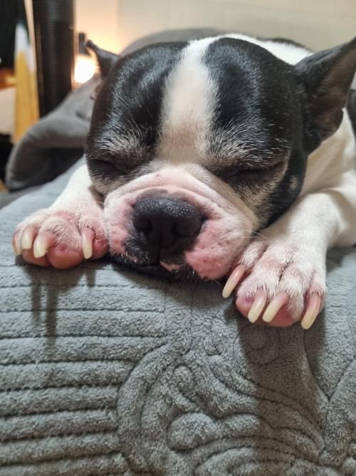 보스턴테리어 분양합니다