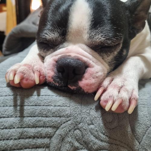 보스턴테리어 분양합니다