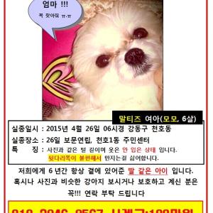 강동구 말티즈를 찾습니다