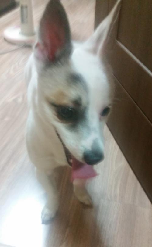 서울 서대문구 명지대 부근에서 강아지 잃어버리신분 연락주세요.