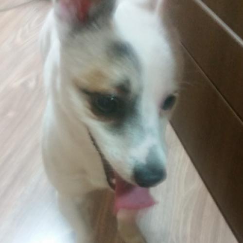 서울 서대문구 명지대 부근에서 강아지 잃어버리신분 연락주세요.