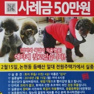 인천 논현동 3단지 하늘마을 주변에서 검정푸들 보신분