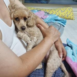 푸들 (이름: 바다) 강아지 찾아요