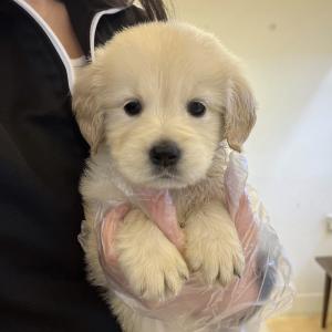 골든리트리버 책임분양해용