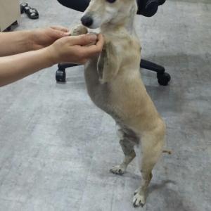 귀가 무척 큰 믹스견 주인을 찾습니다