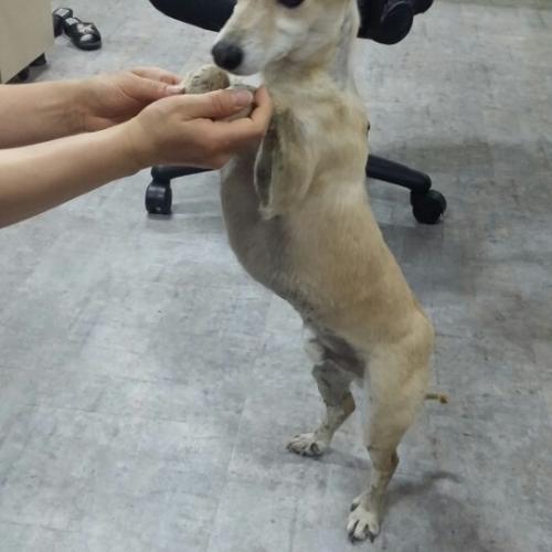 귀가 무척 큰 믹스견 주인을 찾습니다