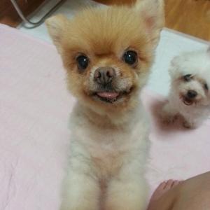 김해 생림 마사리 밭근처에서 없어진 포메라니안을 찾습니다