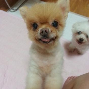 김해 생림 마사리 밭근처에서 없어진 포메라니안을 찾습니다