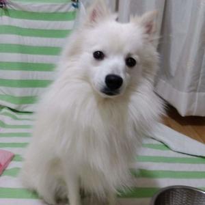 강아지를 찾아주세요ㅠㅠ