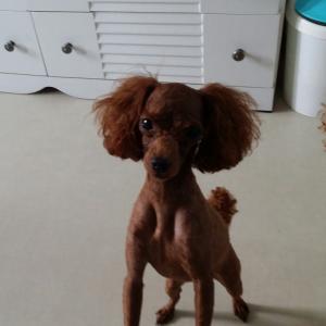 우리 감자를 애타게 찾습니다