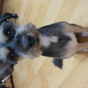 우리 만두를 찾습니다