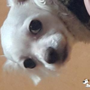 흰색 마티즈 암컷 찾아요