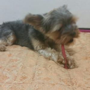 요크셔테리어 찾습니다